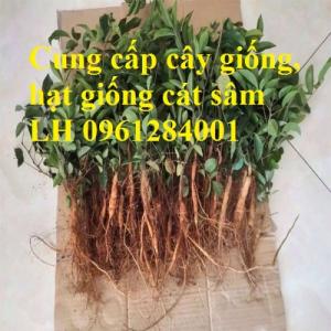 Cung cấp cây giống, hạt giống cát sâm, hàng loại 1, số lượng lớn, giao hàng toàn quốc