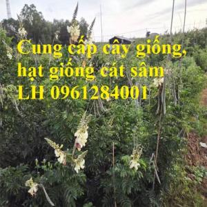 Cung cấp cây giống, hạt giống cát sâm, hàng loại 1, số lượng lớn, giao hàng toàn quốc