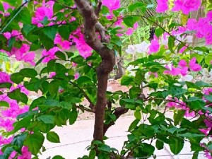 Bông giấy hình quái