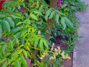 Cóc thái kiểng, trái từ gốc tới ngọn