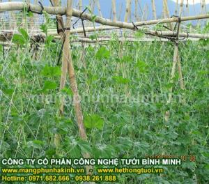 Lưới cước làm giàn leo cây dành cho nhà vườn