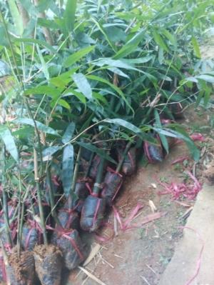 Bán giống cây tre ngọt