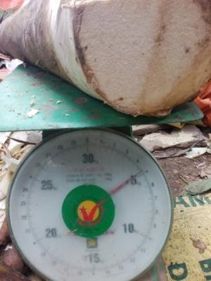 Bán giống cây tre ngọt