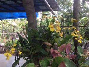 Bán nhà vườn có khu vui chơi rộng rãi