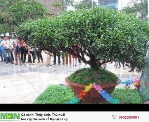Bán Cây Chè Xanh Cổ Thụ Tại Hà Nội