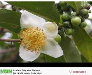 Bán Cây Chè Xanh Cổ Thụ Tại Hà Nội