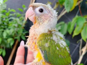Lovebird. Jenday. Green check.