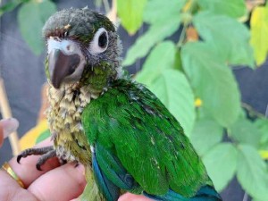 Lovebird. Jenday. Green check.