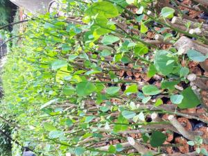 Vườn ươm cây giống rau bò khai