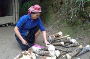 giống măng bói