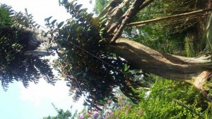 Bán Cây Vú Sữa Cổ Thụ