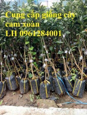 Chuyên cung cấp giống cây cam xoàn, cây cam xoàn - năng suất cao, thị trường tốt