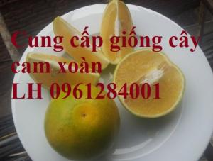 Chuyên cung cấp giống cây cam xoàn, cây cam xoàn - năng suất cao, thị trường tốt