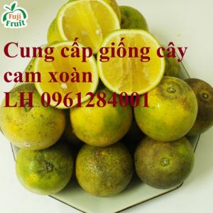 Chuyên cung cấp giống cây cam xoàn, cây cam xoàn - năng suất cao, thị trường tốt