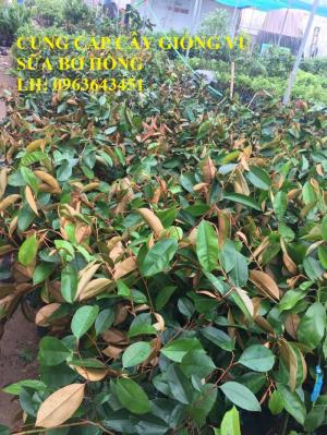 Cung cấp cây giống vú sữa bơ hồng, vú sữa trắng, vú sữa tím, vú sữa lò rèn, bảo hành chuẩn giống