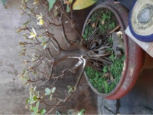 Bán cây da kiểng