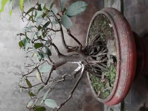 Bán cây da kiểng
