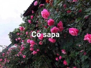 Hoa cây cảnh các loại