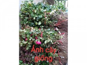 Hoa cây cảnh các loại