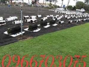 Cỏ nhung cỏ kiểng sân vườn