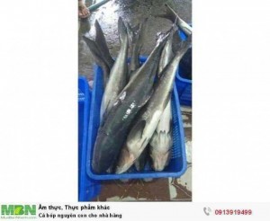 Cá bóp nguyên con cho nhà hàng