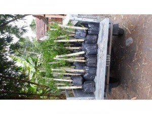 Cây tầm vông