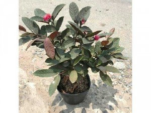 Ổi tím - dành cho người thích màu tím