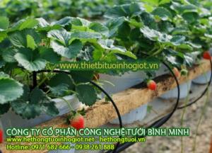 hệ thống tưới nhỏ giọt,hệ thống tưới nhỏ giọt gia đình, cách tưới cây nhỏ giọt,