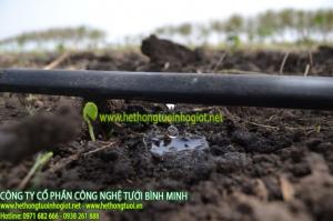 hệ thống tưới nhỏ giọt,hệ thống tưới nhỏ giọt gia đình, cách tưới cây nhỏ giọt,