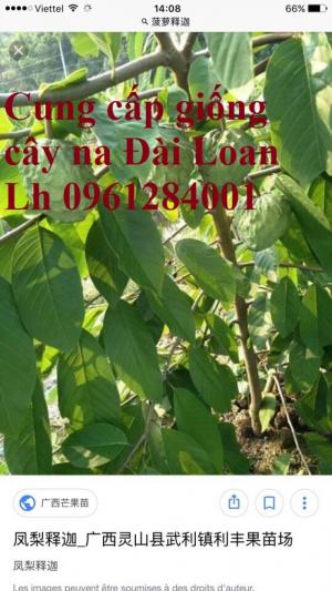 Cây na đài loan, na dai đài loan, na bở đài loan, na dứa đài loan, cây na đài loan nhập khẩu