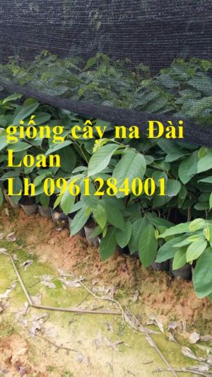 Cây na đài loan, na dai đài loan, na bở đài loan, na dứa đài loan, cây na đài loan nhập khẩu