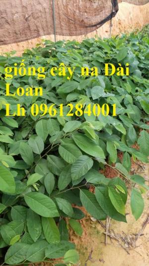 Cây na đài loan, na dai đài loan, na bở đài loan, na dứa đài loan, cây na đài loan nhập khẩu