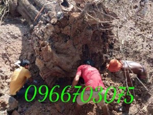 Cây lộc vừng to khủng khiếp hoành 470