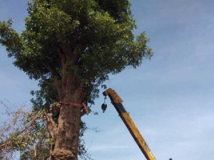 Cây lộc vừng to khủng khiếp hoành 470