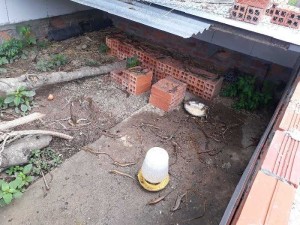 Rắn mối giống rắn mối thịt