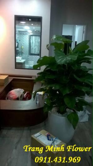 Vạn niên thanh leo cột, cây nội thất trồng trong nhà
