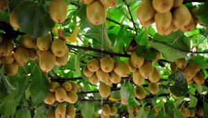 Cây giống KiWi - Cây leo cho quả bổ dưỡng