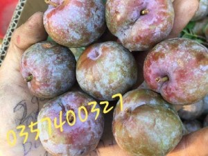 Mận hậu giá rẻ