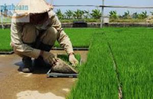 Cung cấp khay gieo mạ Phú Hòa An số lượng lớn giá rẻ