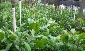 Cây giống trà hoa vàng - giống cây dược liệu