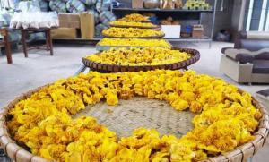 Cây giống trà hoa vàng - giống cây dược liệu