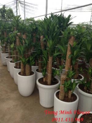 Thiết mộc lan/ Phát tài khúc