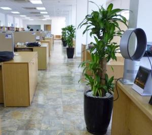 Thiết mộc lan/ Phát tài khúc