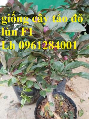 Cung cấp giống cây táo đỏ, táo đỏ lùn f1, kỹ thuật trồng cây táo đỏ