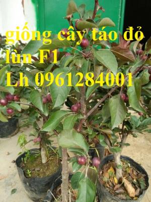 Cung cấp giống cây táo đỏ, táo đỏ lùn f1, kỹ thuật trồng cây táo đỏ