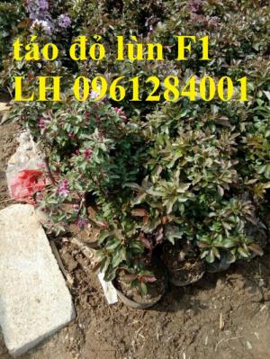 Cung cấp giống cây táo đỏ, táo đỏ lùn f1, kỹ thuật trồng cây táo đỏ