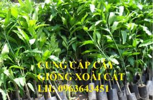 Cung cấp cây giống xoài: Xoài Đài Loan, giống xoài cát Hòa Lộc, giống xoài cát chu chuẩn F1, giá tốt