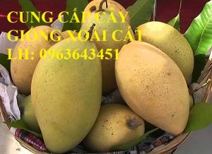 Cung cấp cây giống xoài: Xoài Đài Loan, giống xoài cát Hòa Lộc, giống xoài cát chu chuẩn F1, giá tốt