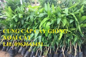 Cung cấp cây giống xoài: Xoài Đài Loan, giống xoài cát Hòa Lộc, giống xoài cát chu chuẩn F1, giá tốt