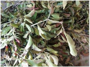 Tầm Gửi cạo tía